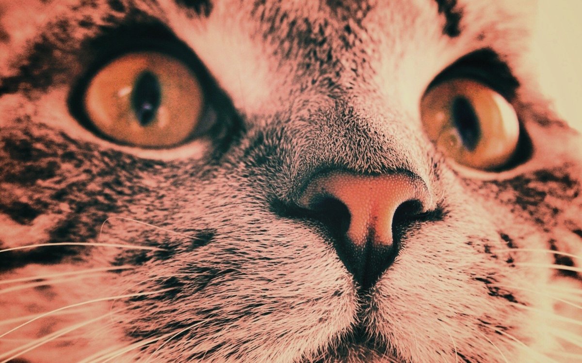 Крутые обои с кошками