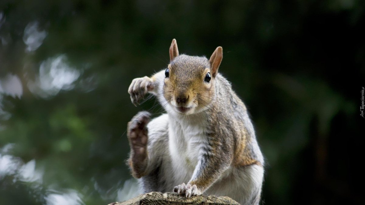 Прикольные животные