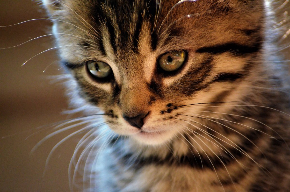 Мордашка котика