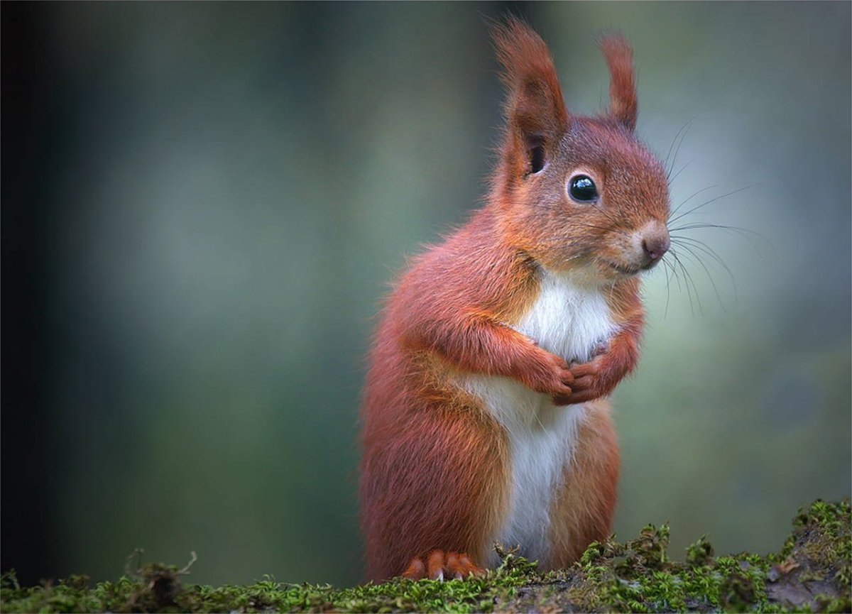 Белки мимика