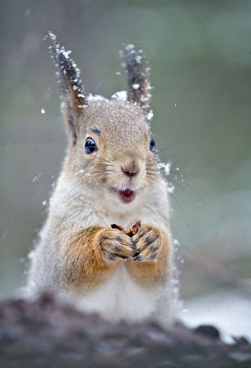 Прикольные белки