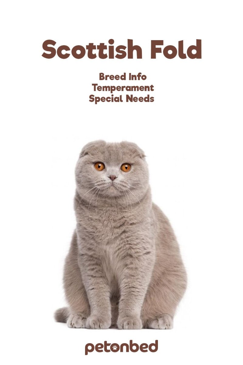 Британская вислоухая кошка