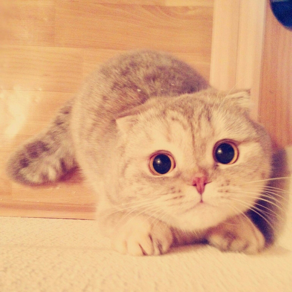 Ми ми котики