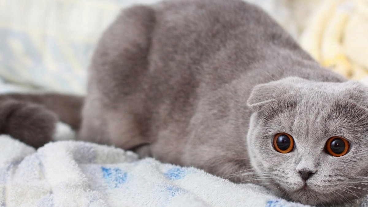 Шотландская скоттиш фолд дымчатый