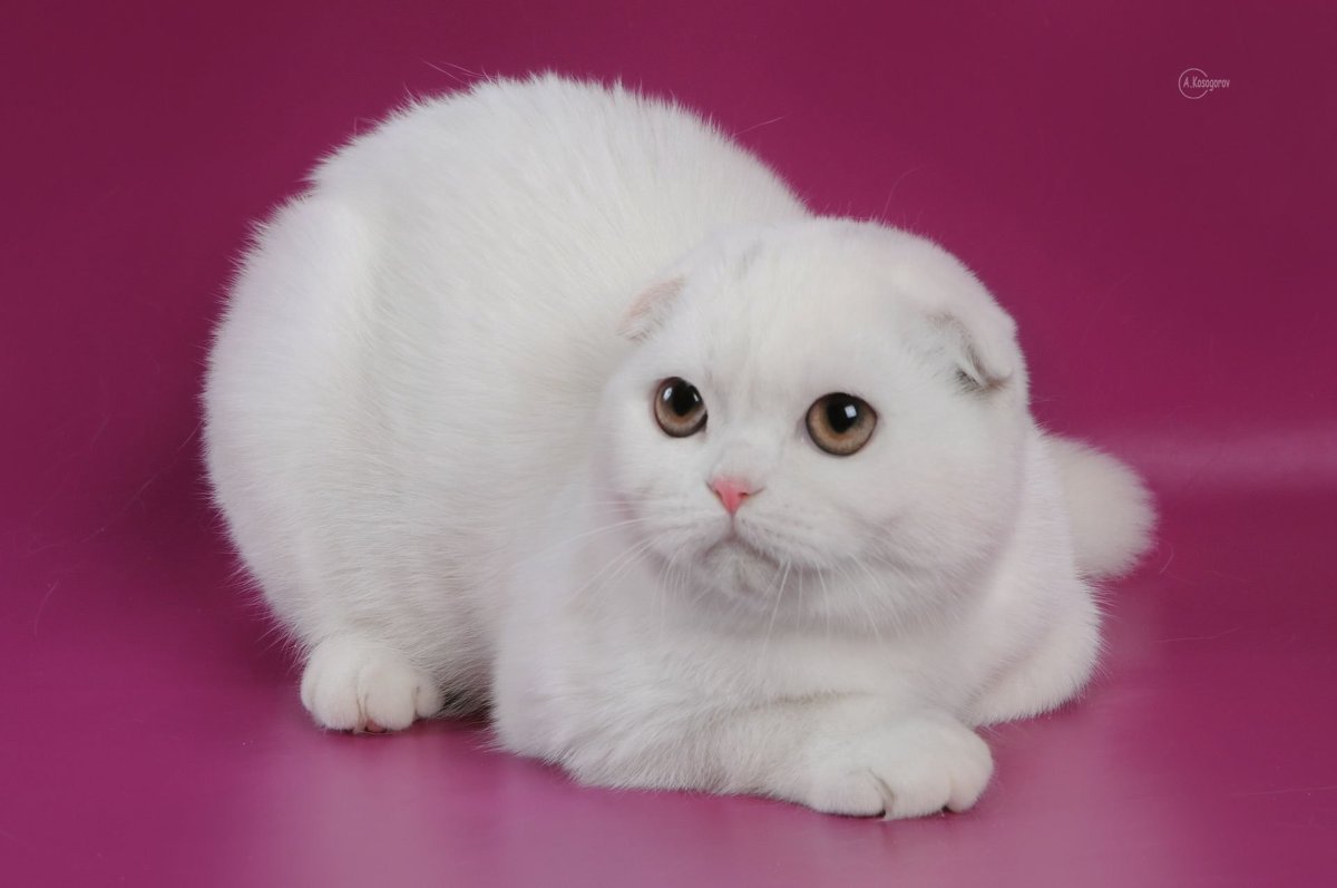 Шотландский вислоухий кот белый