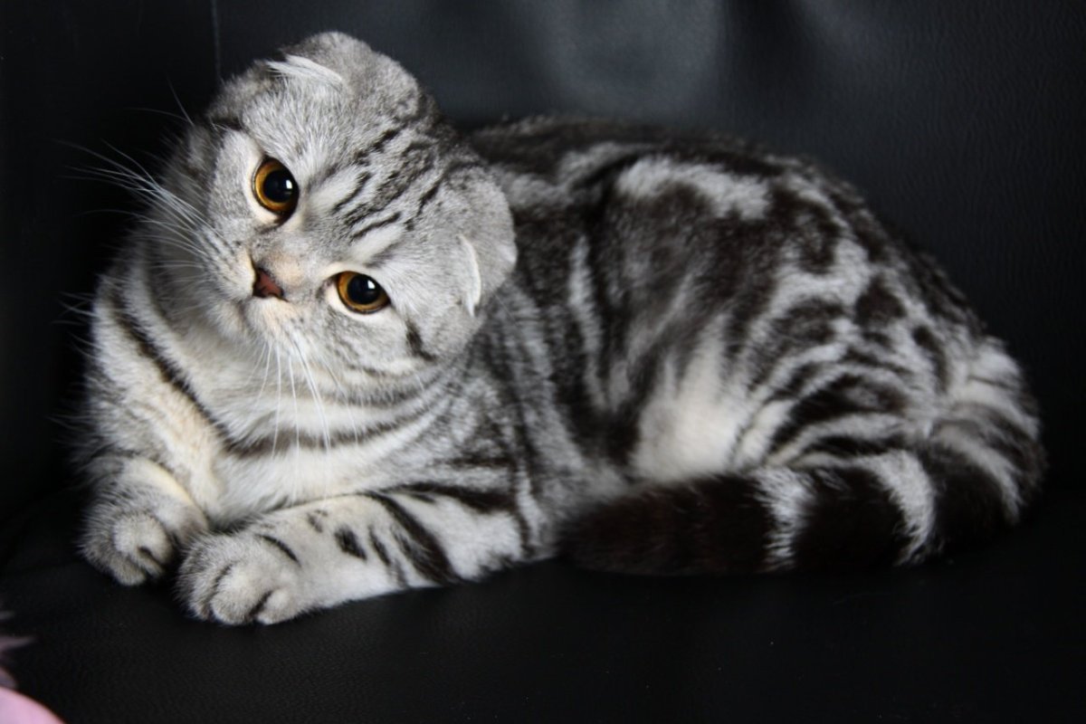 Британский вислоухий кот