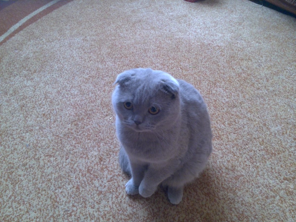 Сиамская вислоухая кошка серая