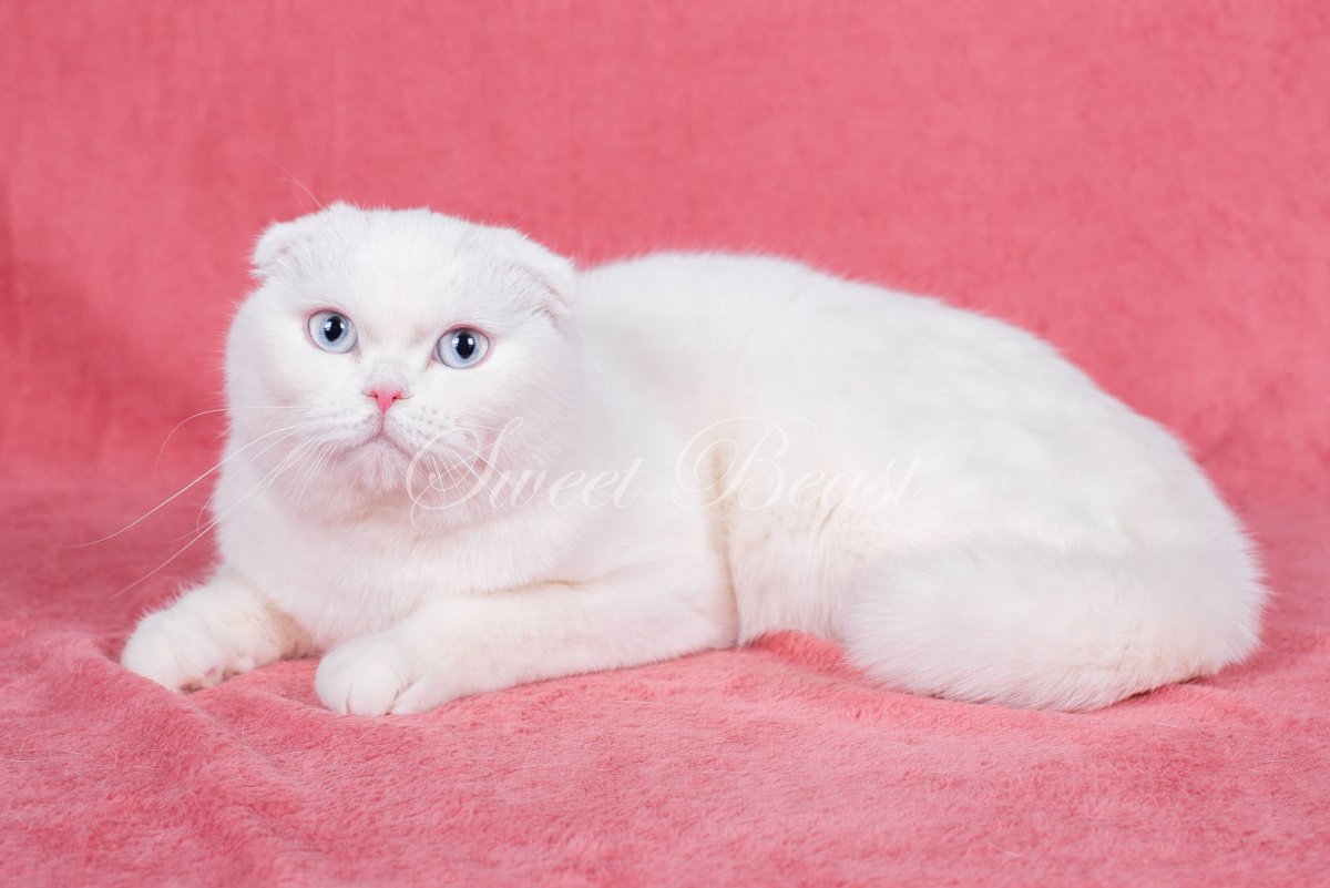 Скоттиш фолд альбинос