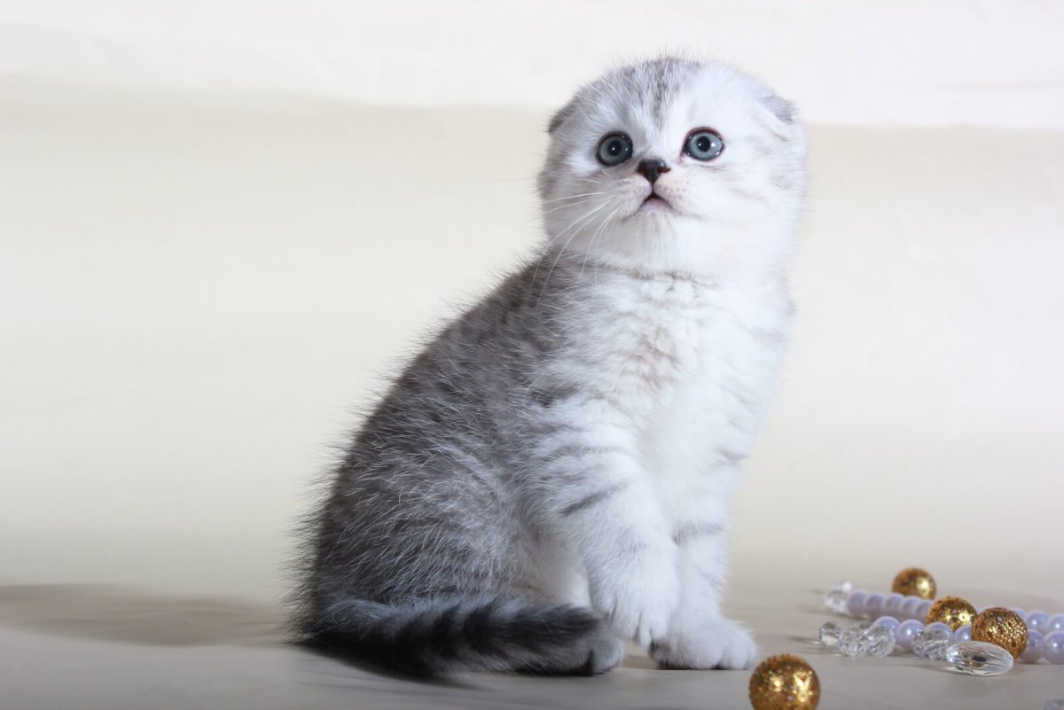 Скоттиш фолд Маркиз