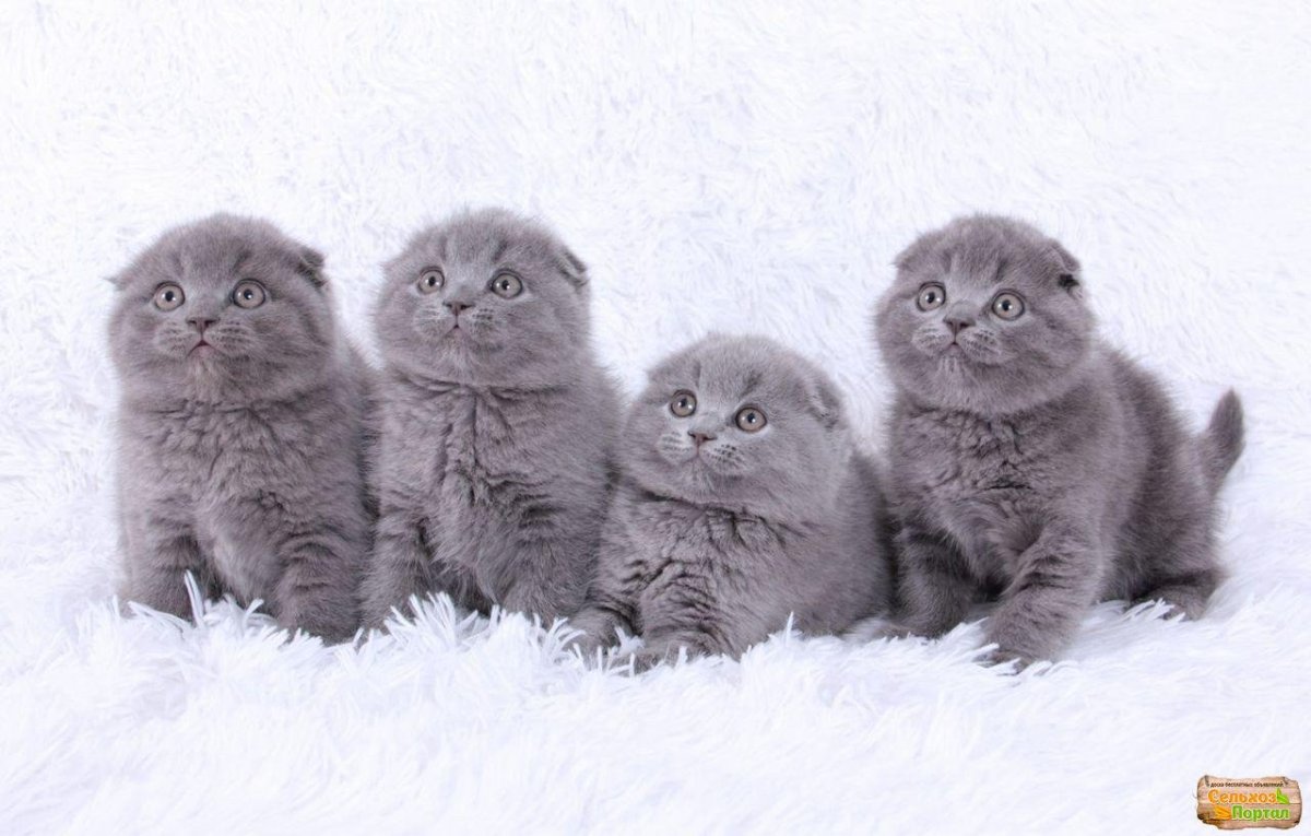 Шотландский вислоухий котенок серый