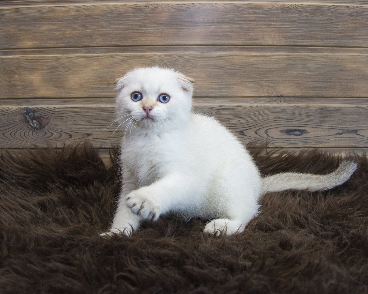 Шотландский вислоухий кот с белым воротничком