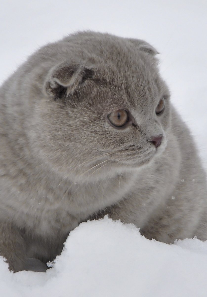 Шотландский вислоухий кот снежный Барс