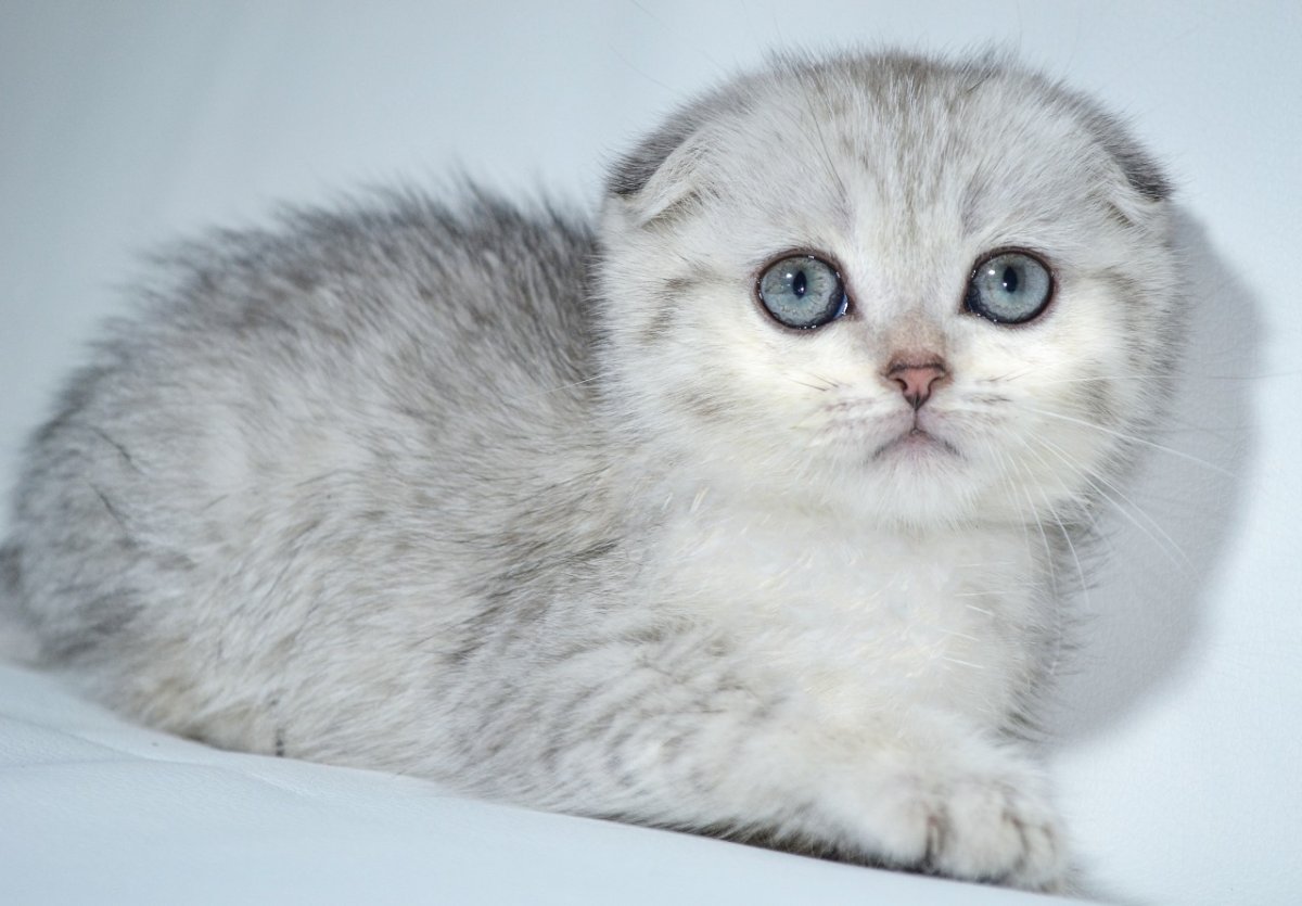 Шотландская вислоухая кошка шиншилла