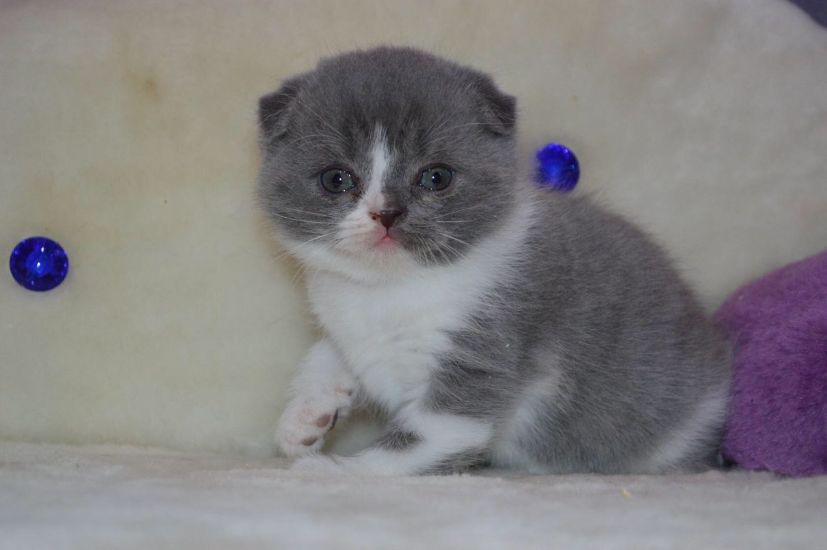 Кот британец вислоухий бело серый