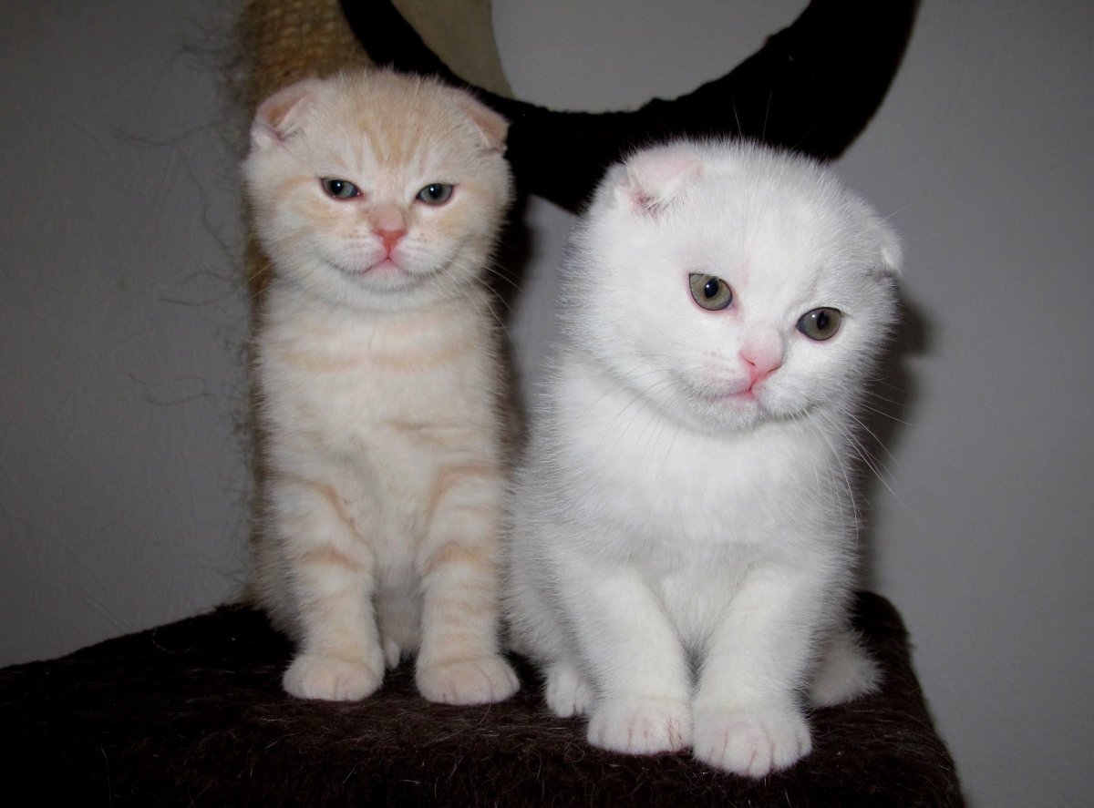 Кошки маленькие породы британские маленькие