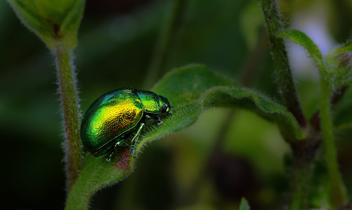 Зеленый полосатый Жук