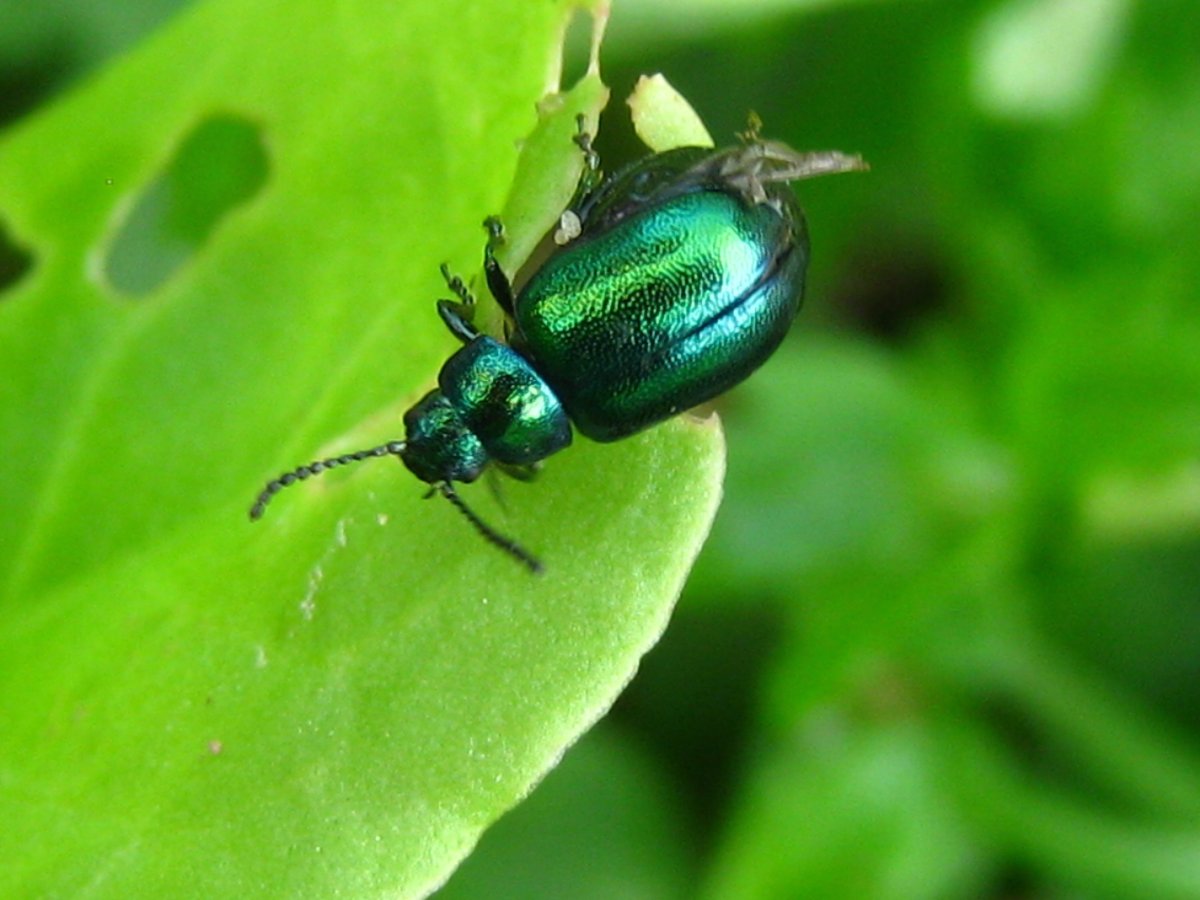 Жук долгоносик