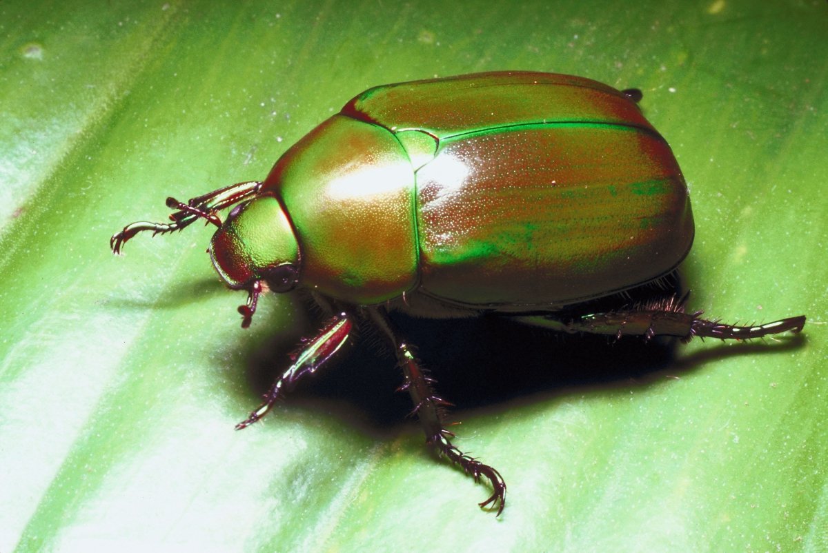 Жук лилипут