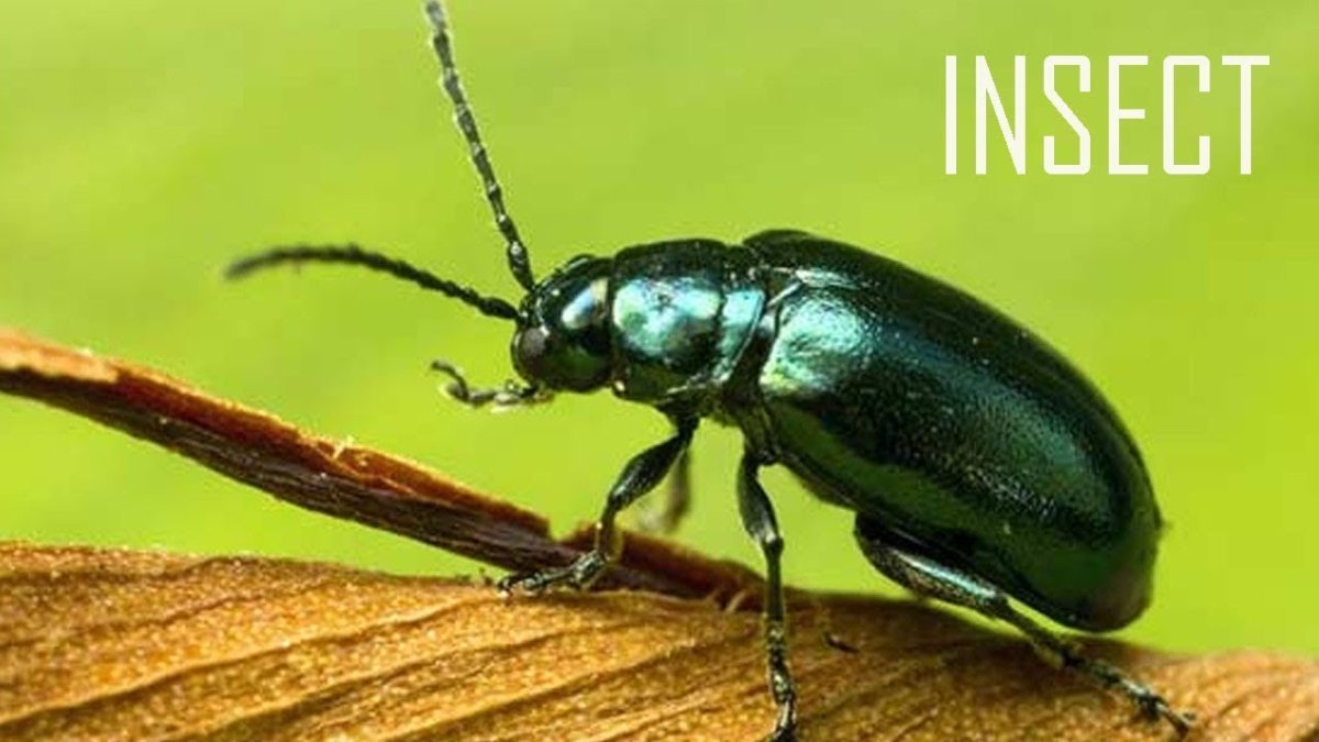 Зеленый Жук клоп