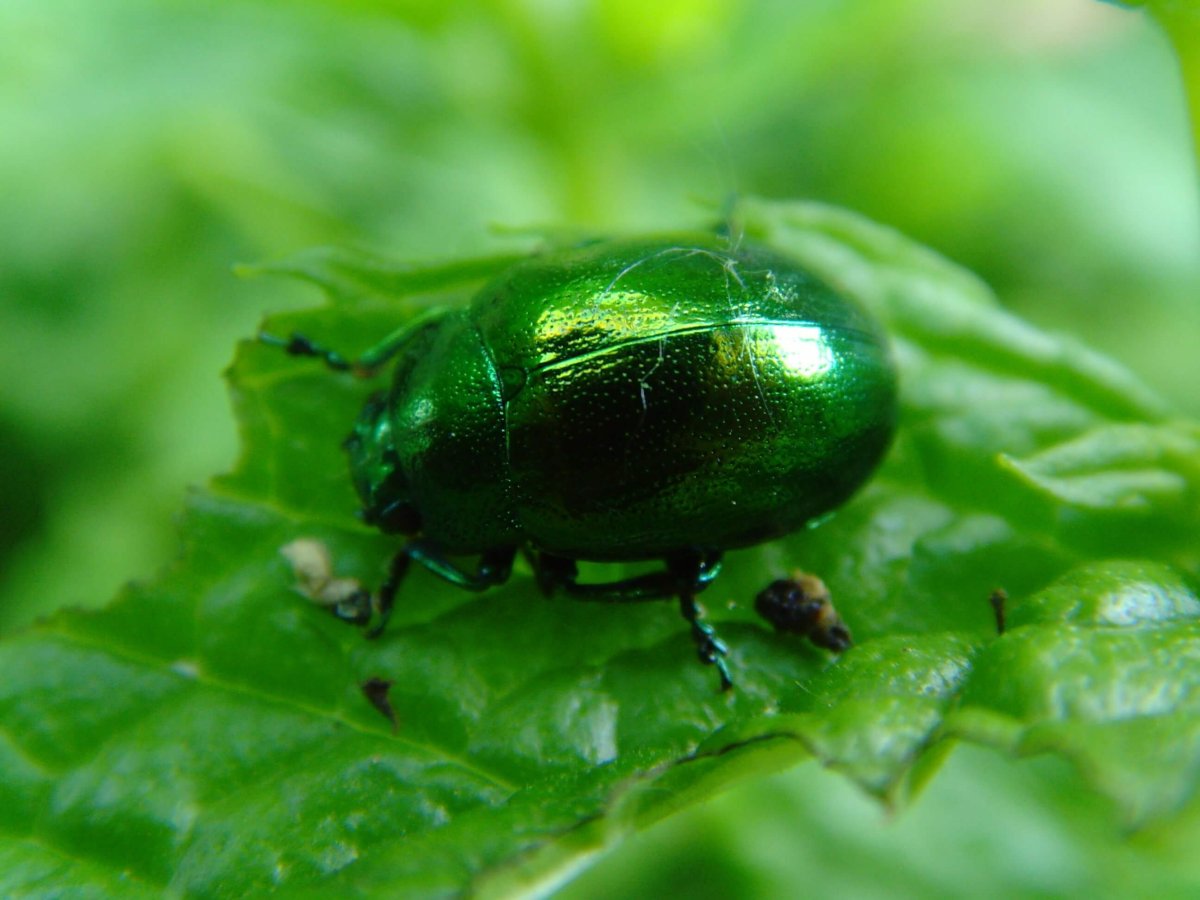 Зеленое насекомое с усиками