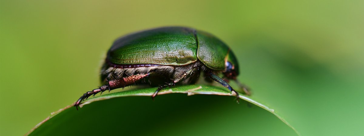 Майский Жук навозник