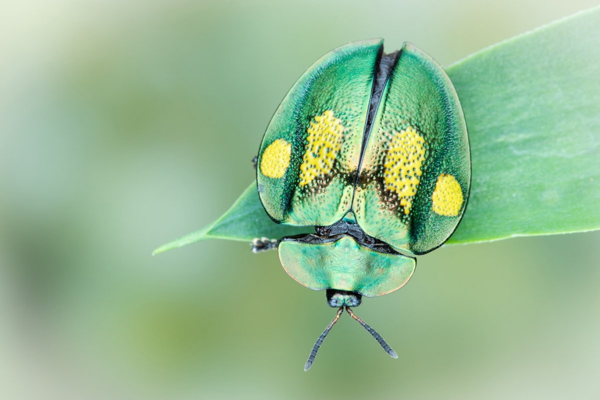 Зеленые жуки на вишне