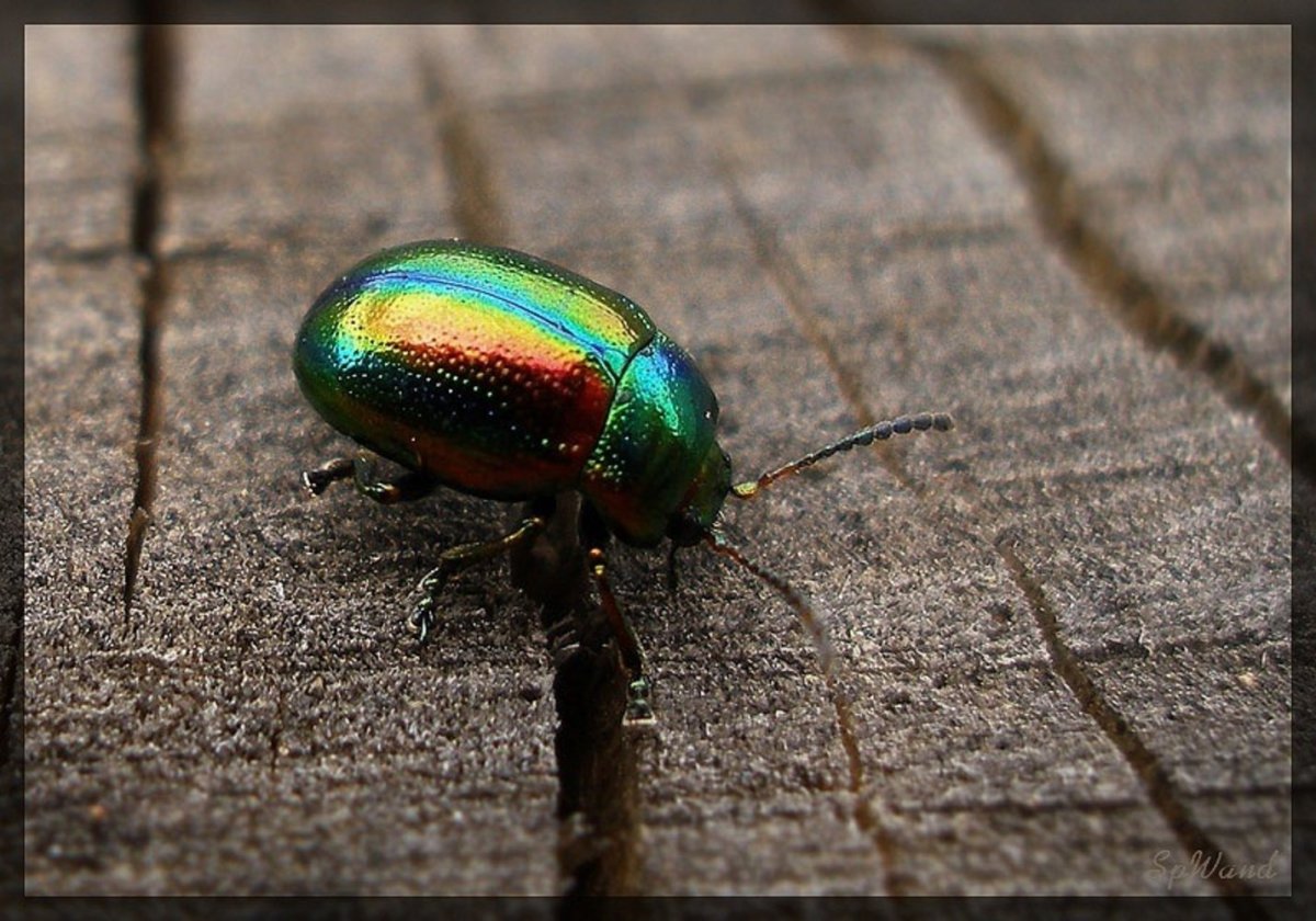 Жук Листоед мятный