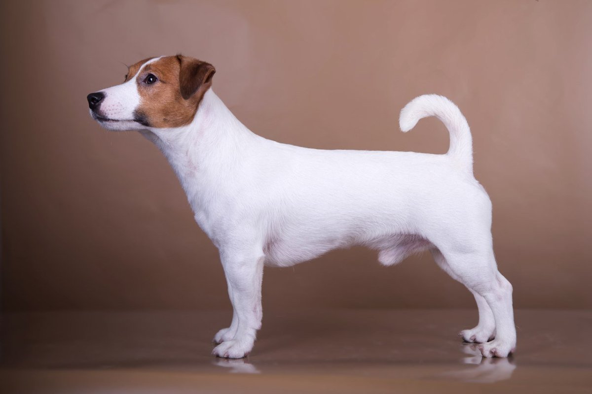 Джек-Рассел-терьер коротколапый