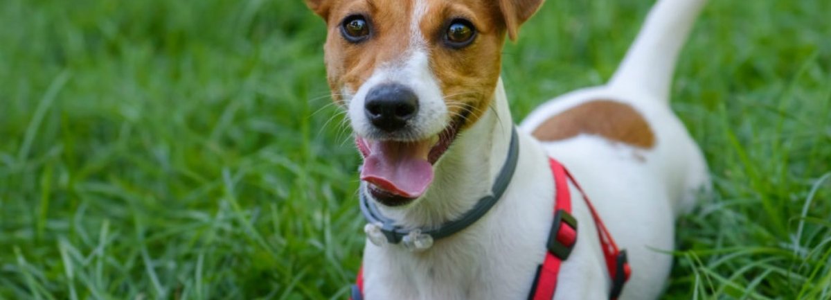 Рассел терьер гладкошерстный