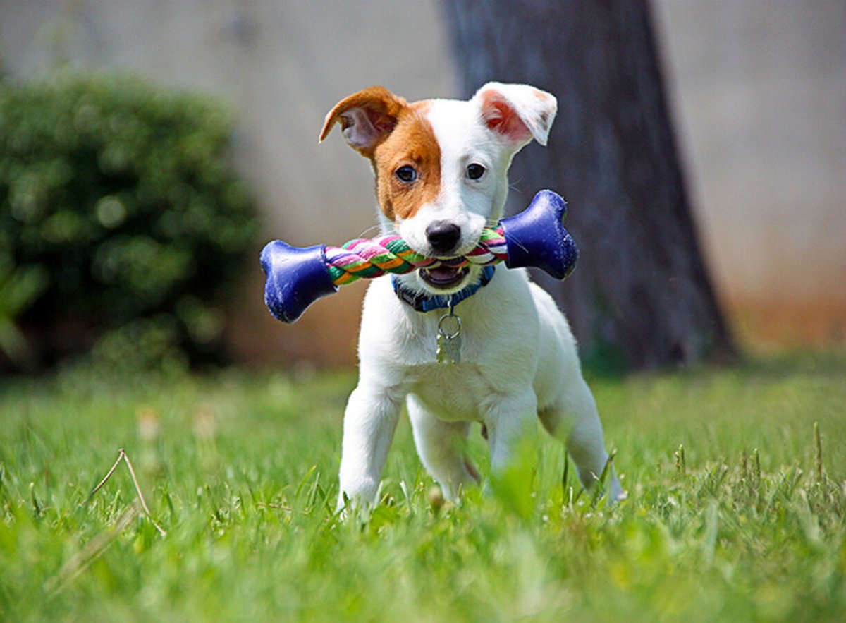 Джек Расселл терьер без аллергенные собака