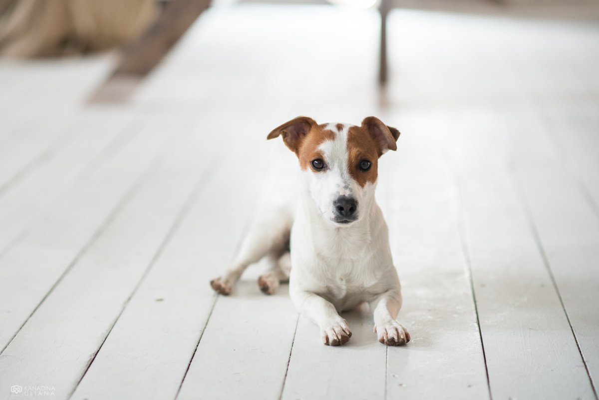 Парсон Рассел терьер Брокен