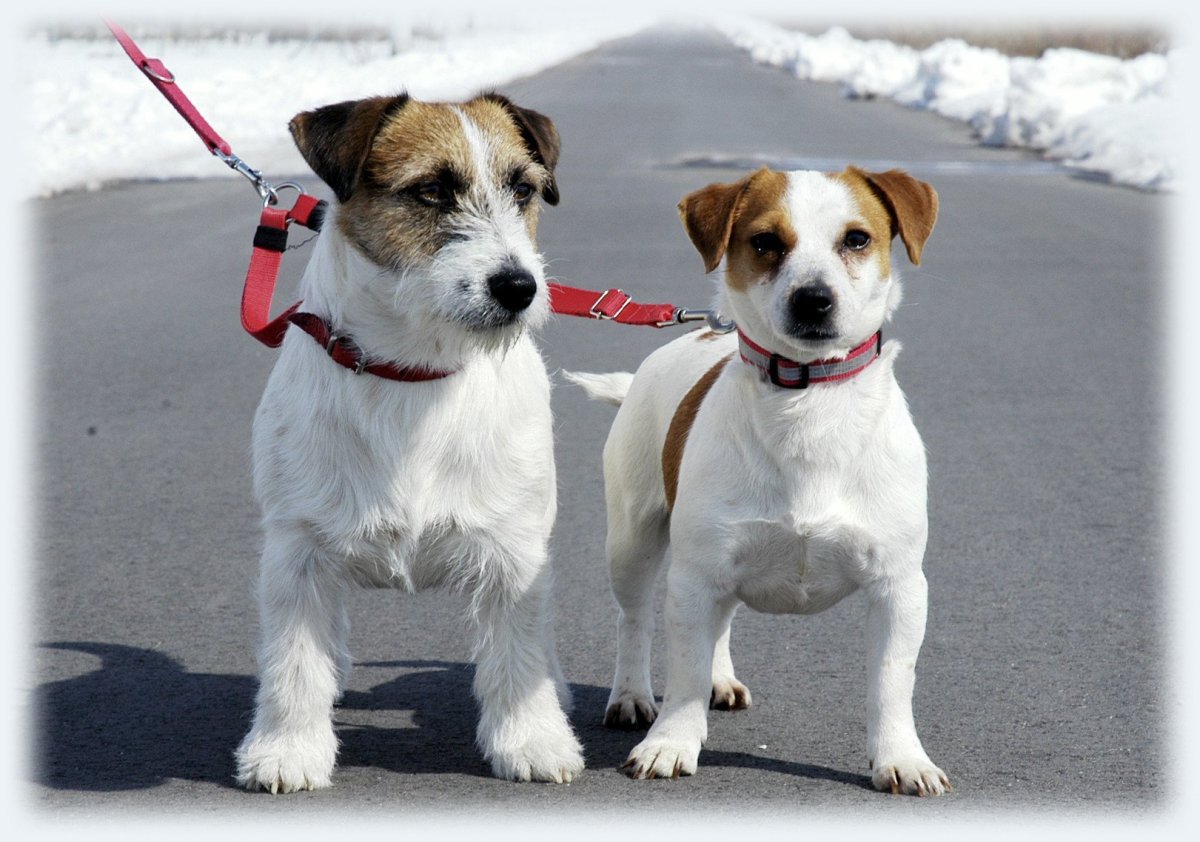 Джек Рассел жесткошерстный