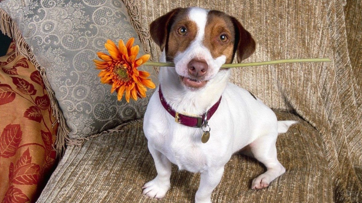 Метисы Джек Рассел терьера