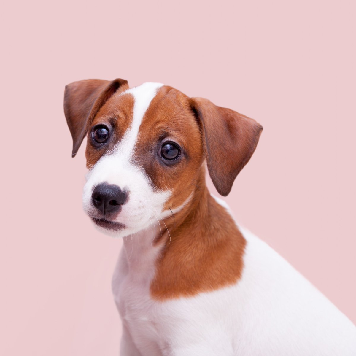 Джек-Рассел-терьер окрас