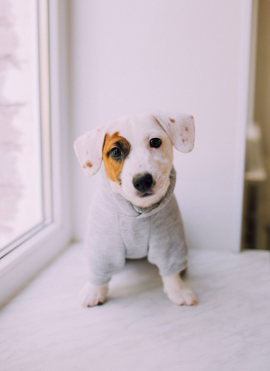 Джек-Рассел-терьер мохнатый серый