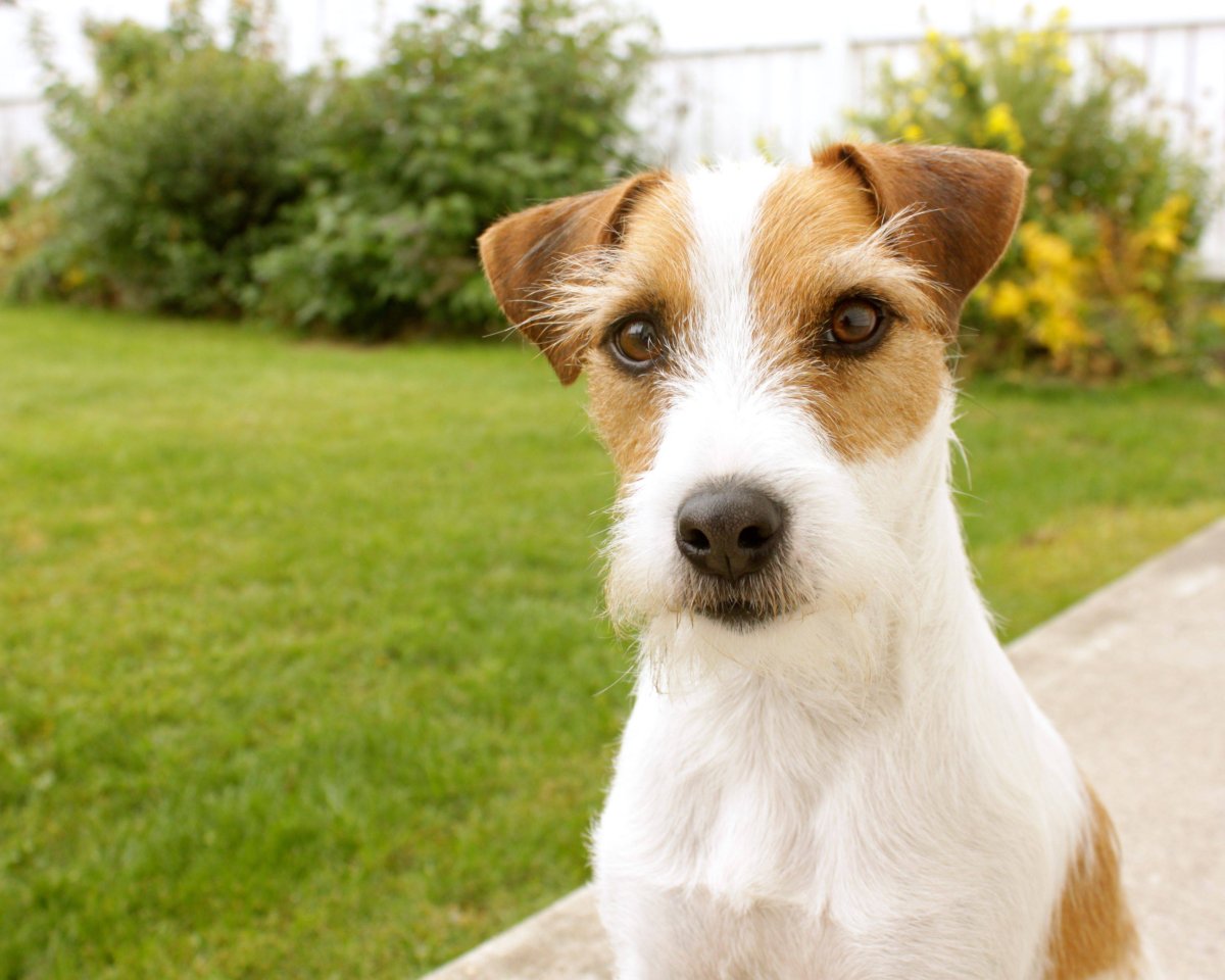 Курт Рассел терьер