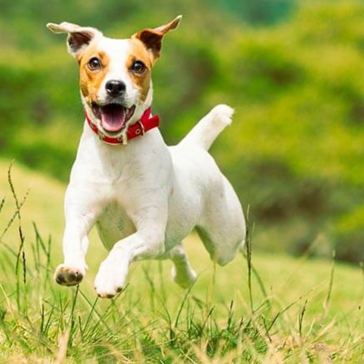 Джек Рассел пинчер