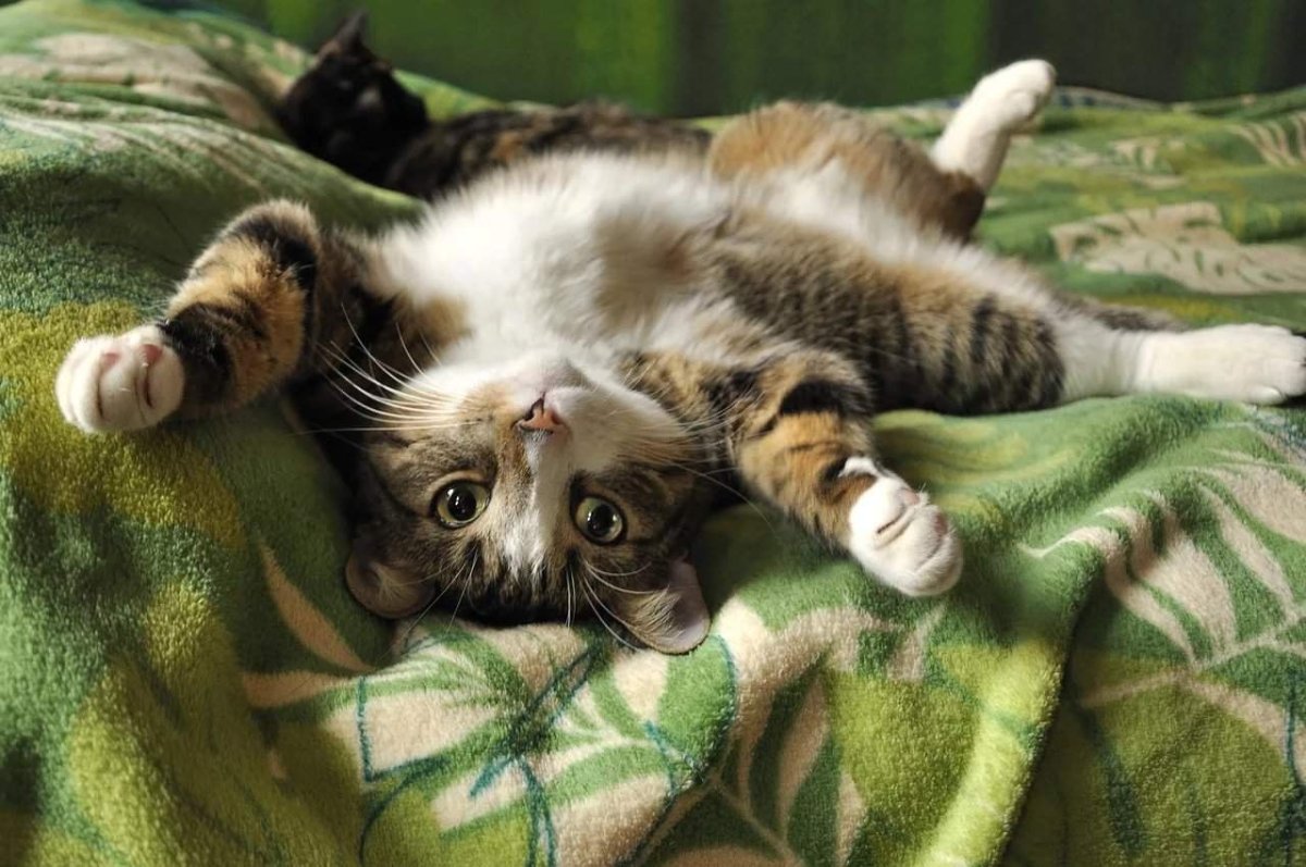 Кошка лежит на спине