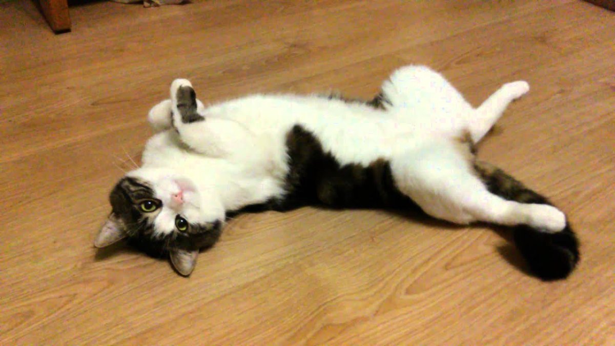 Кот животом кверху