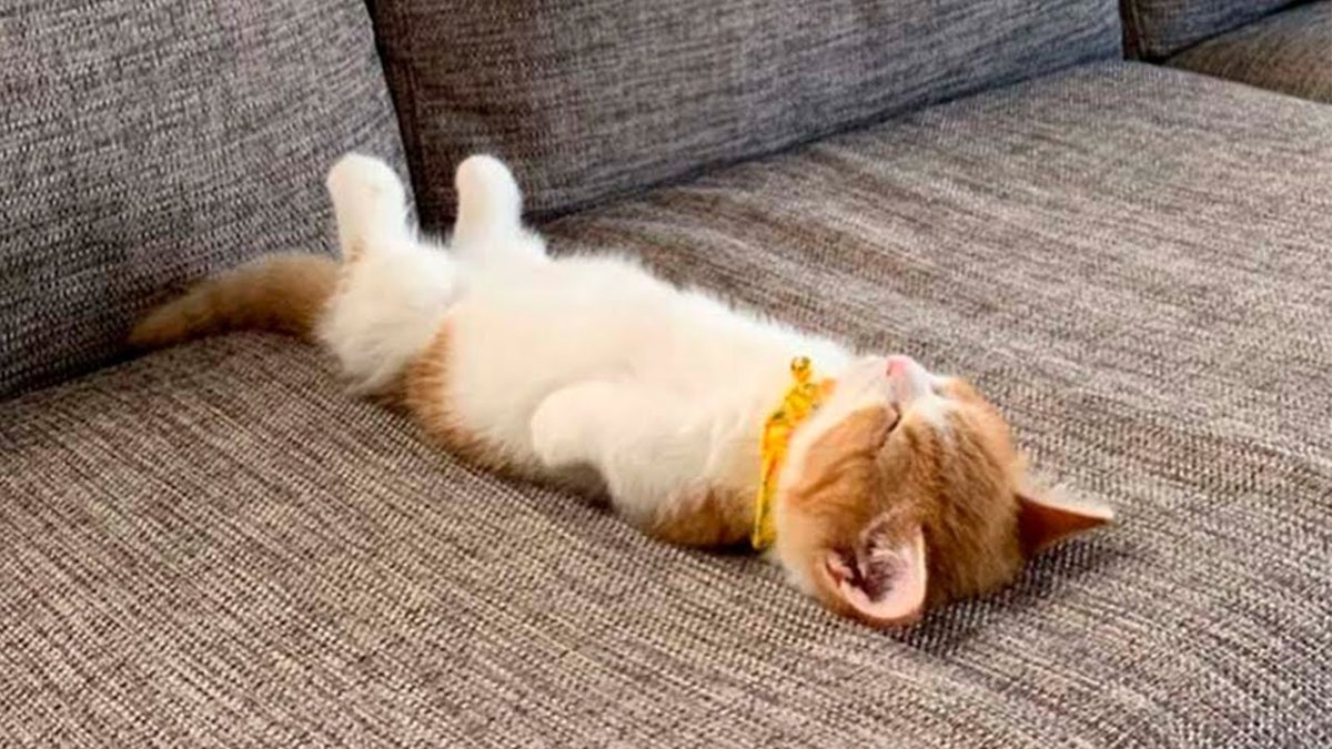 Котенок лежит на спине