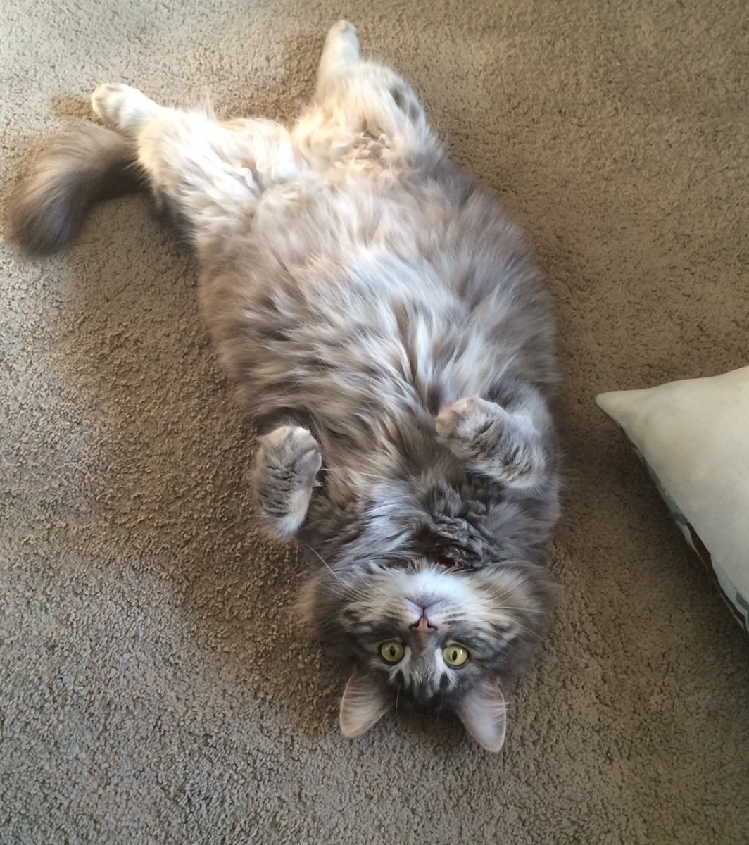 Котенок лежит на спине