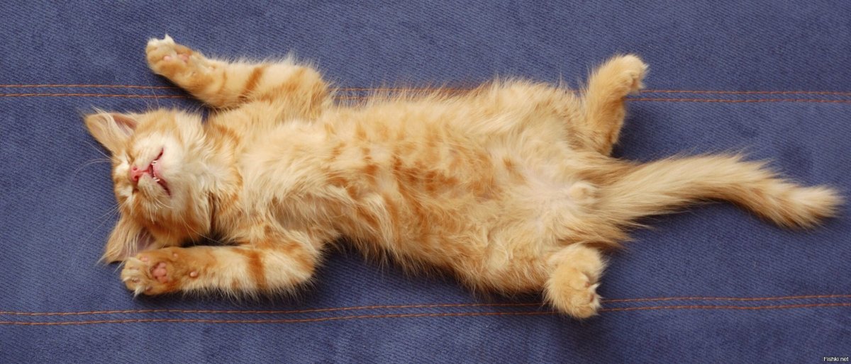 Кошка лежит на спине