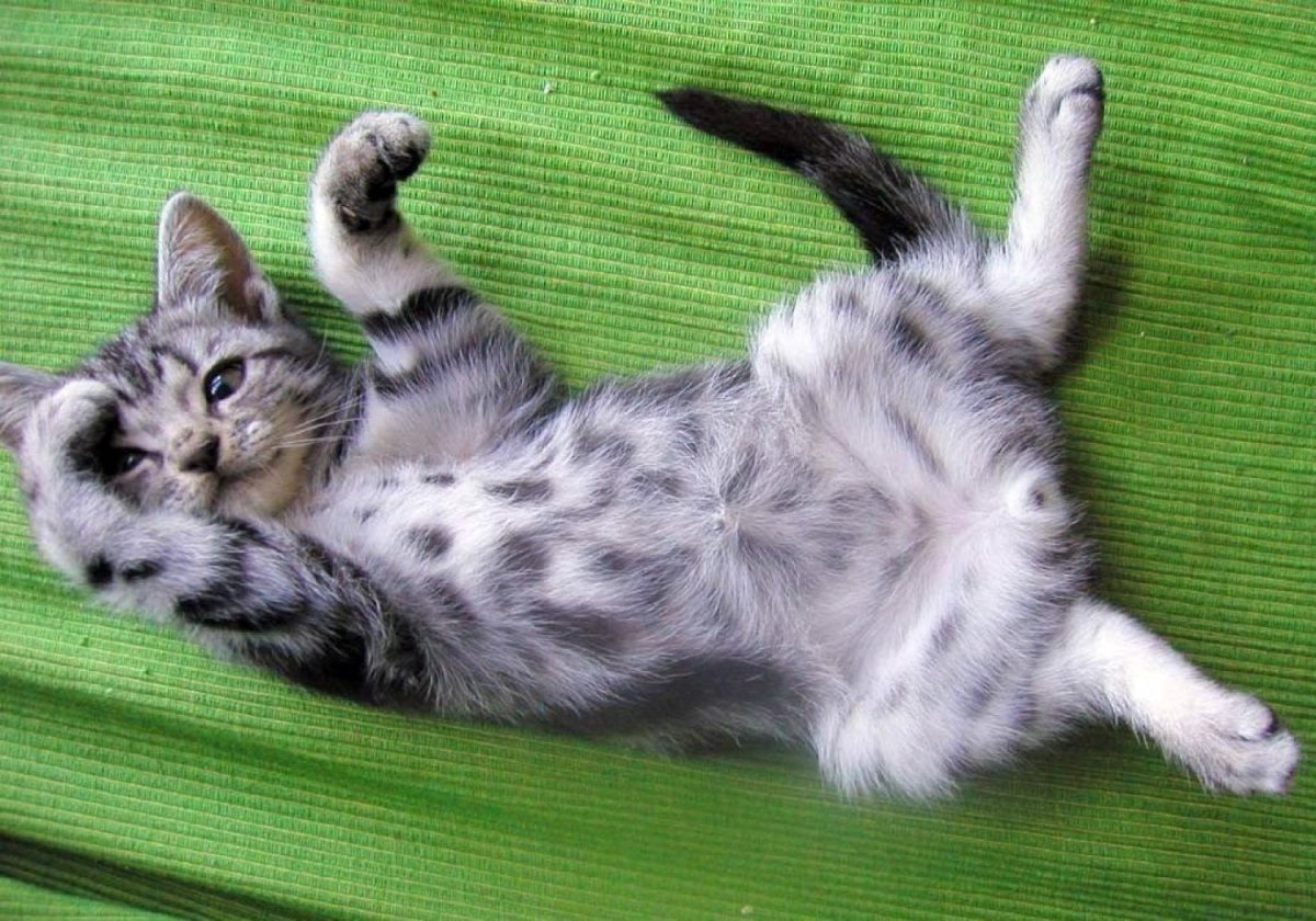 Котенок лежит на спине