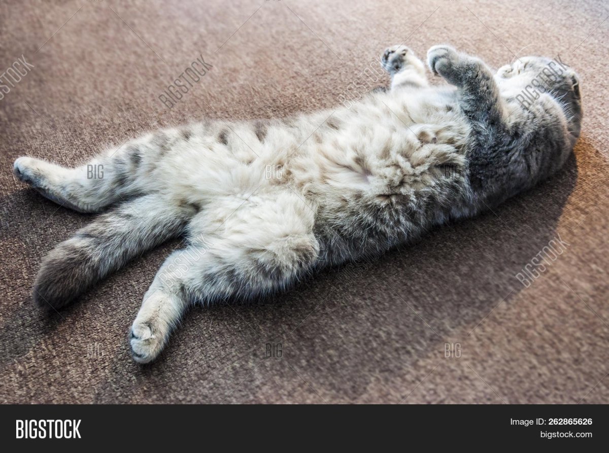 Кот лежит на спине