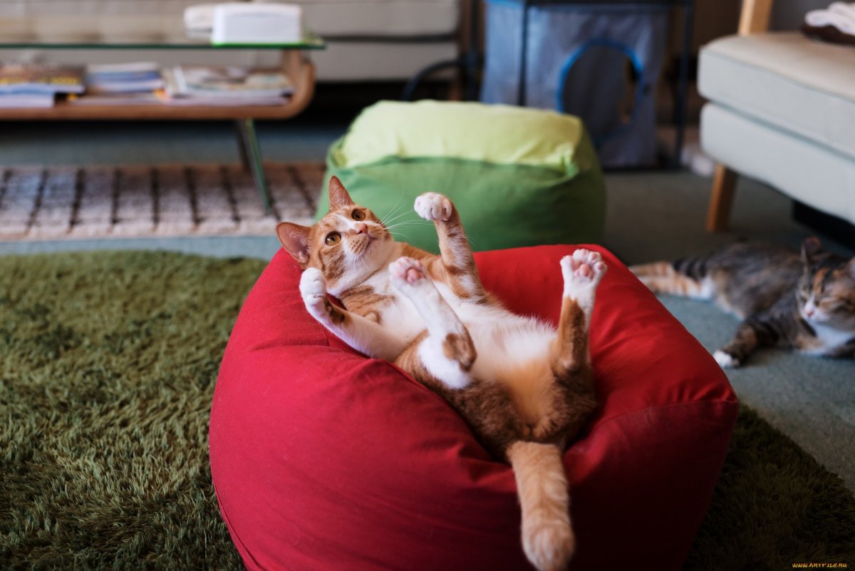 Кот кверху лапками