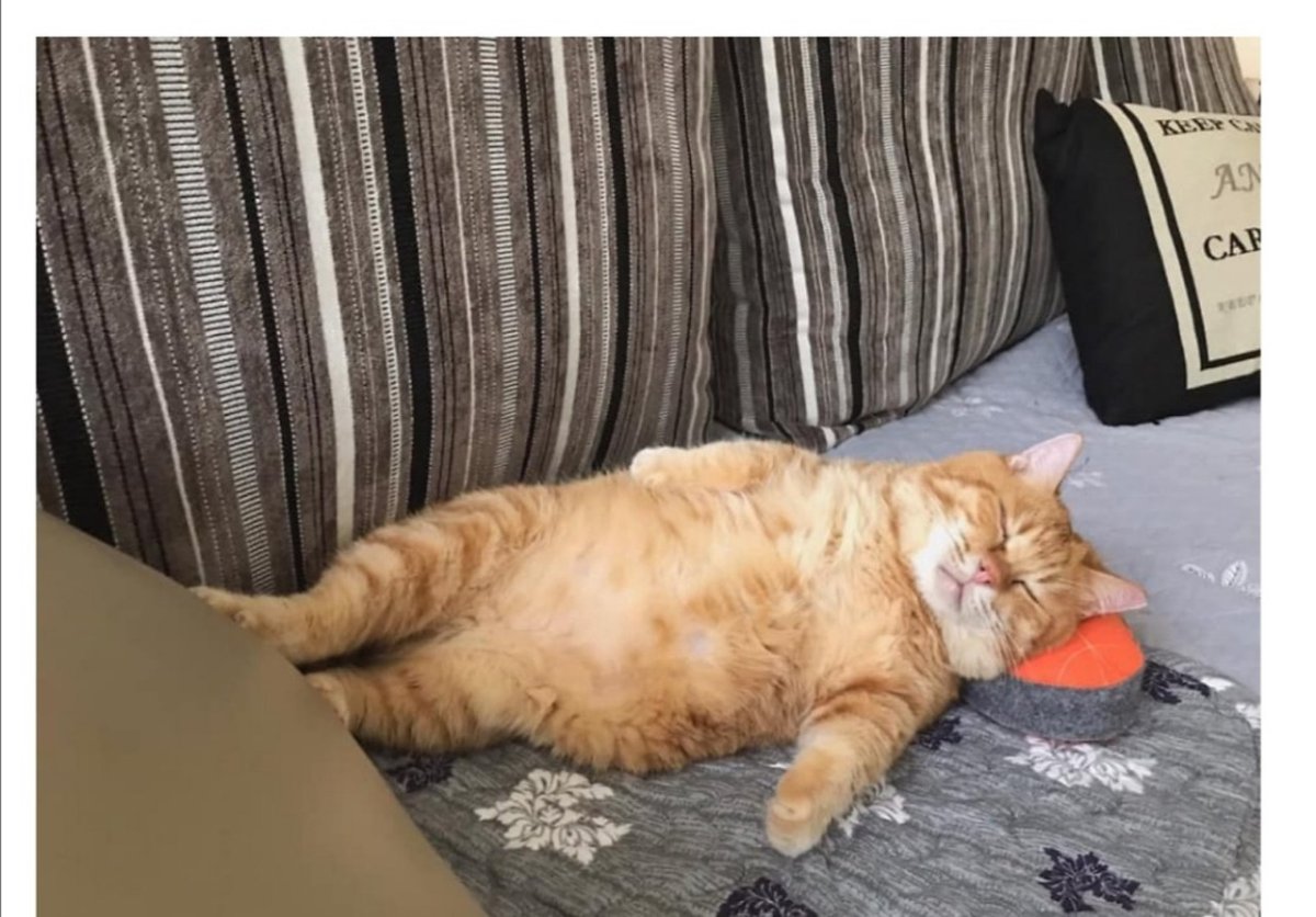 Толстый рыжий кот