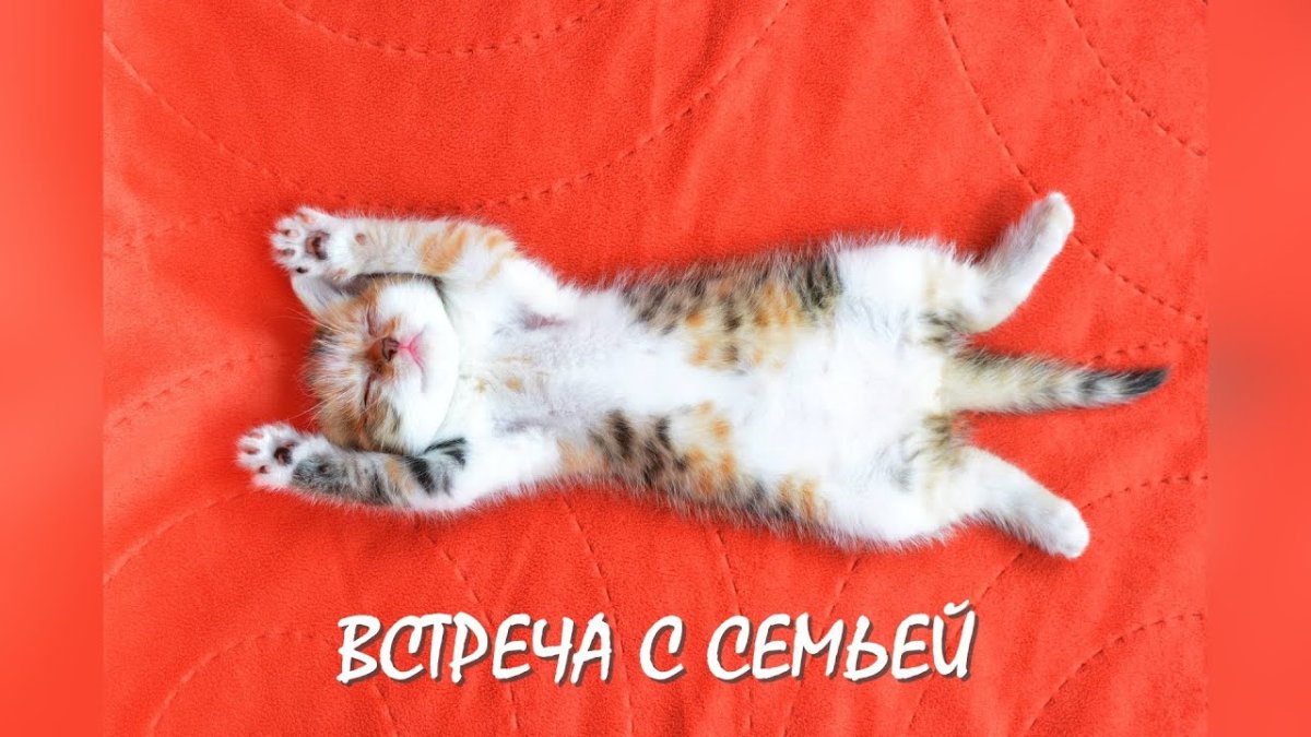 Кот лежит на спине раскинув лапы