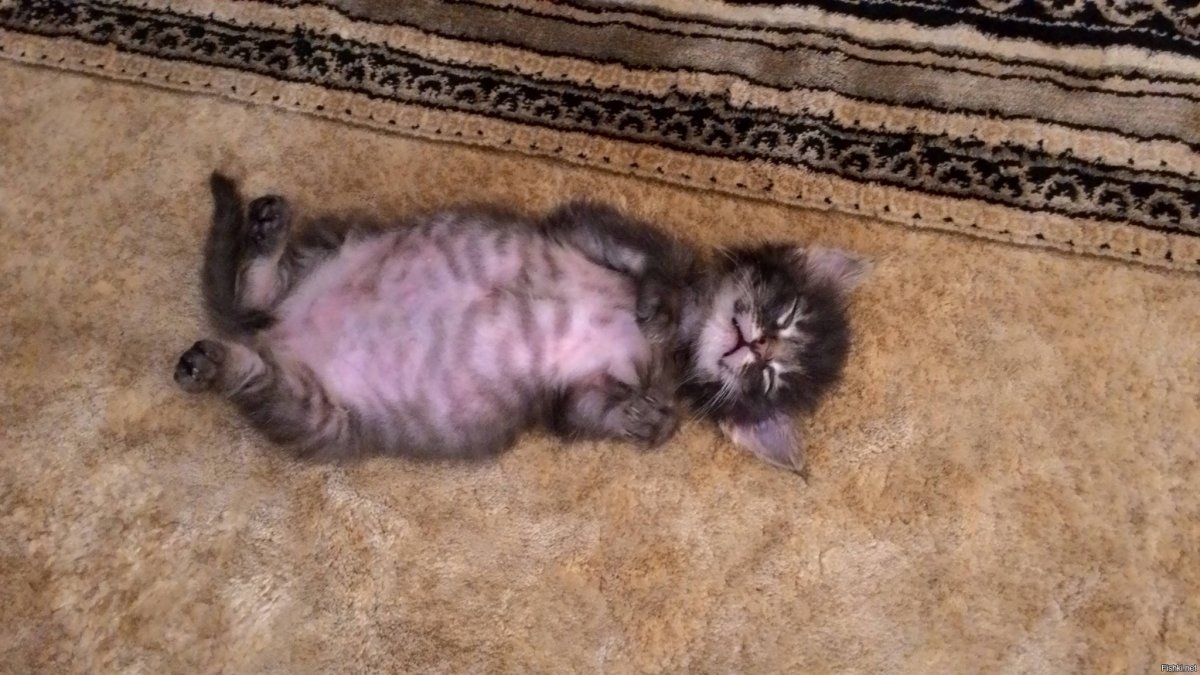 Объевшийся котенок