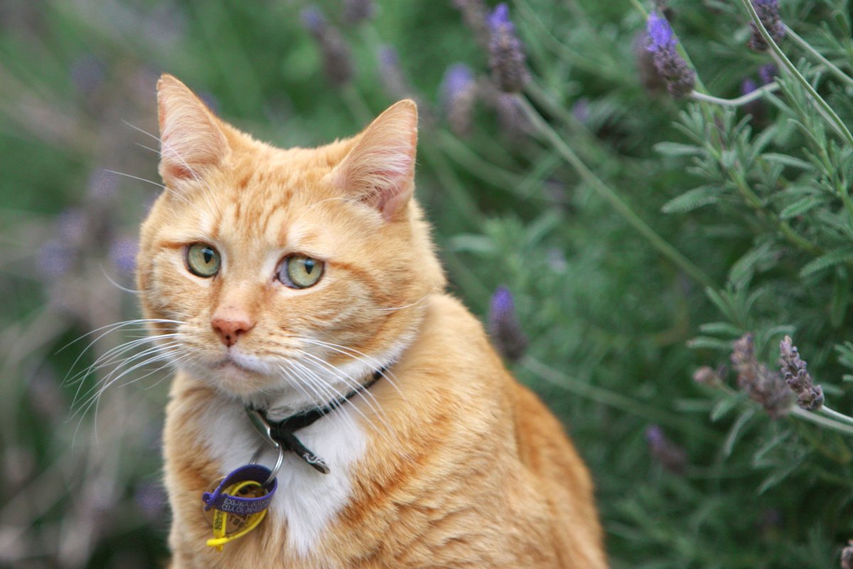 Грустный рыжий котик