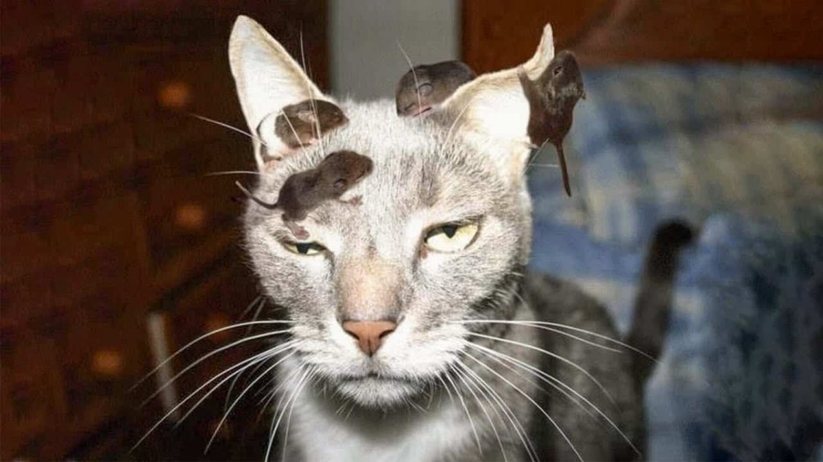 Харизматичные коты